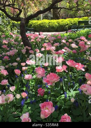 Un letto di fiori pieno di tulipani rosa brillante nel Gramercy Park, NYC, USA Foto Stock