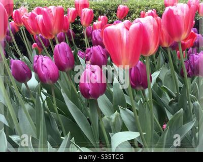 I tulipani rossi e viola vibranti prendono vita in primavera Foto Stock