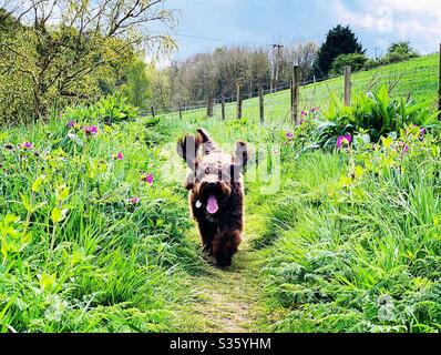 Buon cane che corre attraverso la campagna 💙 Foto Stock