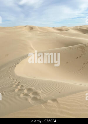 Dune di sabbia vicino alla spiaggia di Pismo, dune di oceano SVRA, California Foto Stock