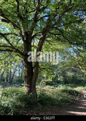 Kesgrave, Suffolk, UK - 6 maggio 2020: Tacchino quercia in bosco illuminato dal sole. Foto Stock