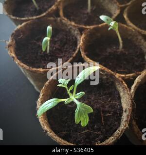 Piantine di pomodoro di ciliegia incapsulate in composto di buccia di cocco in pentole di carta di torba biodegradabili Foto Stock