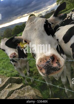 Giovani mucche a Guiseley West Yorkshire Foto Stock