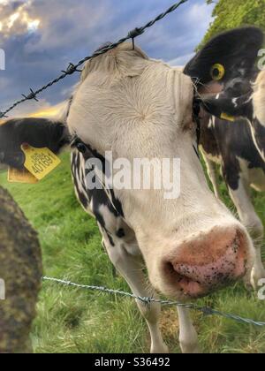 Giovani mucche a Guiseley West Yorkshire Foto Stock