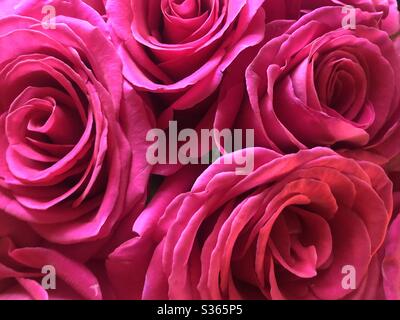 Rose rosa che riempiono la cornice Foto Stock