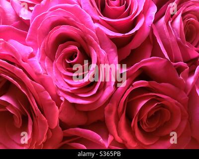 Rose rosa che riempiono la cornice Foto Stock