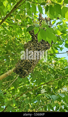 Una nuova colonia di api da miele che brulica su un arto di alberi con nido d'ape. Foto Stock