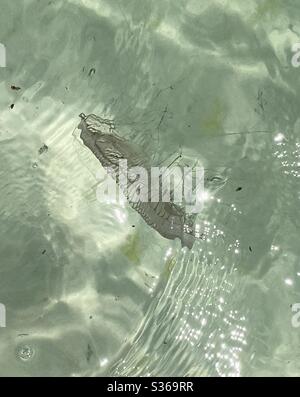 Meduse galleggianti in acqua sulla spiaggia Foto Stock