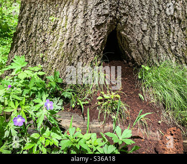 DUBUQUE, IOWA, 15 maggio 2020--Chioseup foto di buco scavato in enorme vecchio albero nel parco sotto un cielo blu luminoso in un giorno di primavera soleggiata. Foto Stock