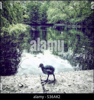 Giovane uccello di coot nel parco di Peckham Rye Foto Stock