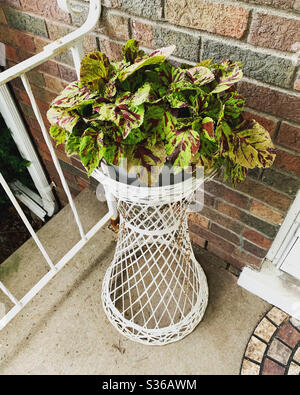 Coleus pianta sul portico anteriore in un cesto bianco di vimini. Foglie verdi e rosa violacee schioccano contro il mattone. Foto Stock