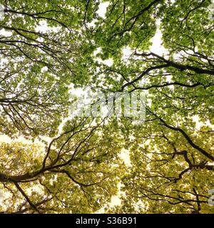 Una fotografia filtrata che guarda verso l'alto in un bosco verso rami pieni di lussureggiante fogliame. Colori vivaci e luce solare. Verde e giallo, atmosfera stagionale. Foto Stock