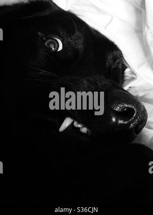 Cane che guarda vizioso che mostra i denti e bianchi degli occhi da vicino in bianco e nero Foto Stock