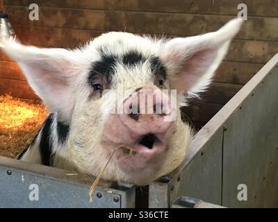 Primo piano di maiale con bocca aperta Foto Stock