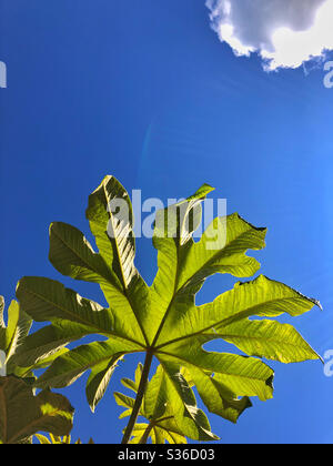 Foglia di un albero di carta di riso cinese ( Tetrapanax papyrifer) contro un cielo blu con una nuvola. Foto Stock