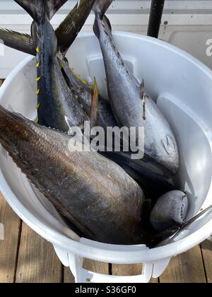 Secchio bianco riempito con tonno azzurro fresco e pesce di amberjack pescato nel Golfo del Messico acqua Florida Foto Stock