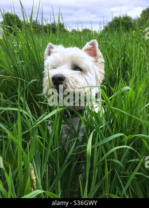 West Highland Terrier seduto in erba lunga Foto Stock