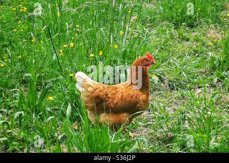 Gallina a campo libero Foto Stock