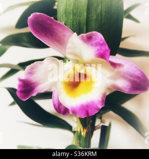 Una fotografia ravvicinata di una nobile orchidea. Bellissimi petali viola e bianchi con interno giallo. Foto Stock