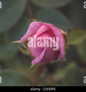 Un primo piano di un rosebud rosa che mostra i delicati petali su un roseto con spazio per la copia Foto Stock