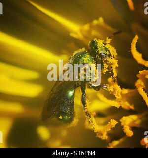 Ape di sudore verde dorato che gocciola con polline da un prato salsiffy Foto Stock