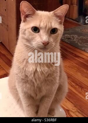 Foto ritratto di un bel gattino ambrato, zenzero o arancio, gatto nudo maschile domestico o americano compagno di interni shorthair con gli occhi di colore ambra gorgeous in piedi su uno sgabello Foto Stock