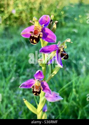 Orchidea dell'ape (aforera di Ophrys) in fiore pieno. Foto Stock