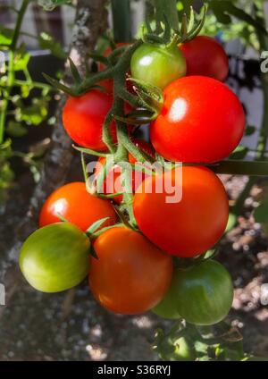 Pomodori ciliegia la maturazione sulla pianta Foto Stock