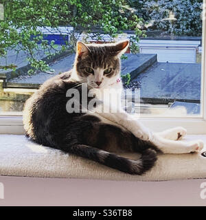 Gatto di refrigerazione Foto Stock