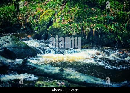 Stream nella Loch Ard Forest, Scozia. Foto Stock