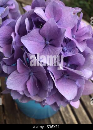 Idrangea viola, blu, macrofilla di testa in un vaso blu. Foto Stock