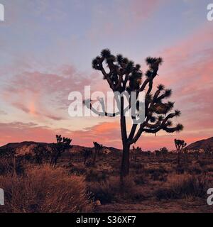 Tramonto di pesca nel Parco Nazionale di Joshua Tree Foto Stock