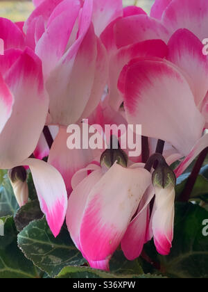 Fiori e boccioli di ciclamino, rosa e bianco Foto Stock