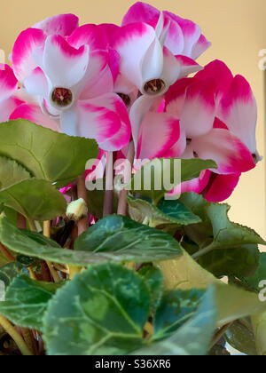 Pianta di ciclamino in fiore Foto Stock