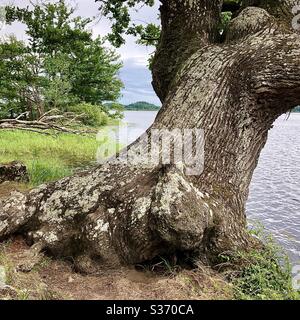 Antico tronco di quercia ai margini del lago nel parco nazionale e riserva naturale della Brenne, Indre, Francia. Foto Stock