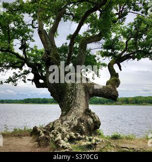 Antico albero di quercia contorto ai margini del lago nel parco nazionale e riserva naturale della Brenne, Indre, Francia. Foto Stock