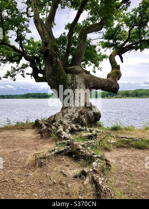 Antico albero di quercia ai margini del lago nel parco nazionale e riserva naturale della Brenne, Indre, Francia. Foto Stock