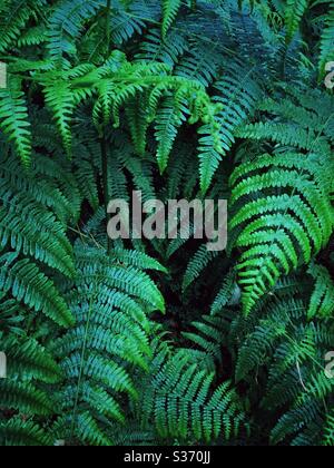 Un fondo di natura di cornice pieno di foglie di felce verde scuro e fronti con spazio di copia Foto Stock