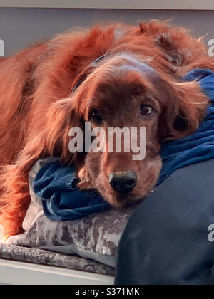 Bellezza sula, cane, rosso setter irlandese Foto Stock