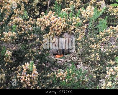 Conigli conigliosi mangiare carote in cespugli di gola Foto Stock