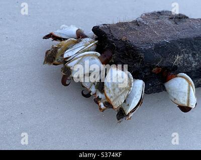 Barnacles su un pezzo di driftwood nella sabbia Foto Stock