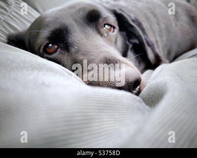 Vista da vicino di un vecchio Labrador nero di nove anni, adagiato su un enorme e confortevole sedile in beanbag all'interno. cane di famiglia di 9 anni che riposa su mobili di casa grigi. Foto Stock