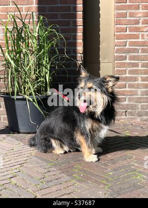 Un cane legato di fronte a un negozio in attesa del suo essere umano Foto Stock