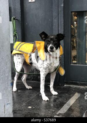 Un cane legato di fronte a un negozio in attesa del suo essere umano Foto Stock