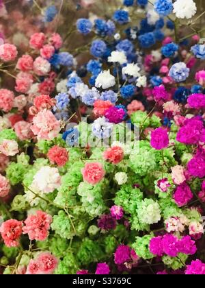 Fiori colorati di riempimento in vendita- primo piano in plastica bianca, rosa, verde, blu, come fiori nel respiro di Singapore-Baby (Gypsophila paniculata) in un bouquet Foto Stock