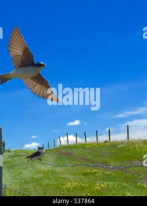 Tree Swallow,Tachycineta bicolore, Uccelli nordamericani, Uccelli del Nord America, fauna selvatica, Foto Stock
