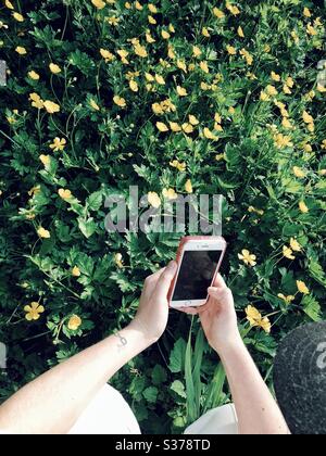 Fotografare il prato di fiori selvatici di butterCup Foto Stock