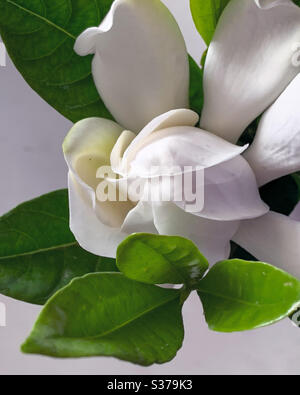 Gardenia fiorente su sfondo piano Foto Stock