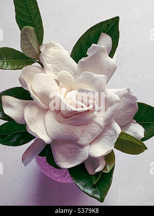 Guardando giù su un bellissimo fiore gardenia in un vaso dall'alto Foto Stock