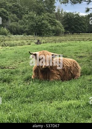 Mucca delle Highland seduta in un campo Foto Stock